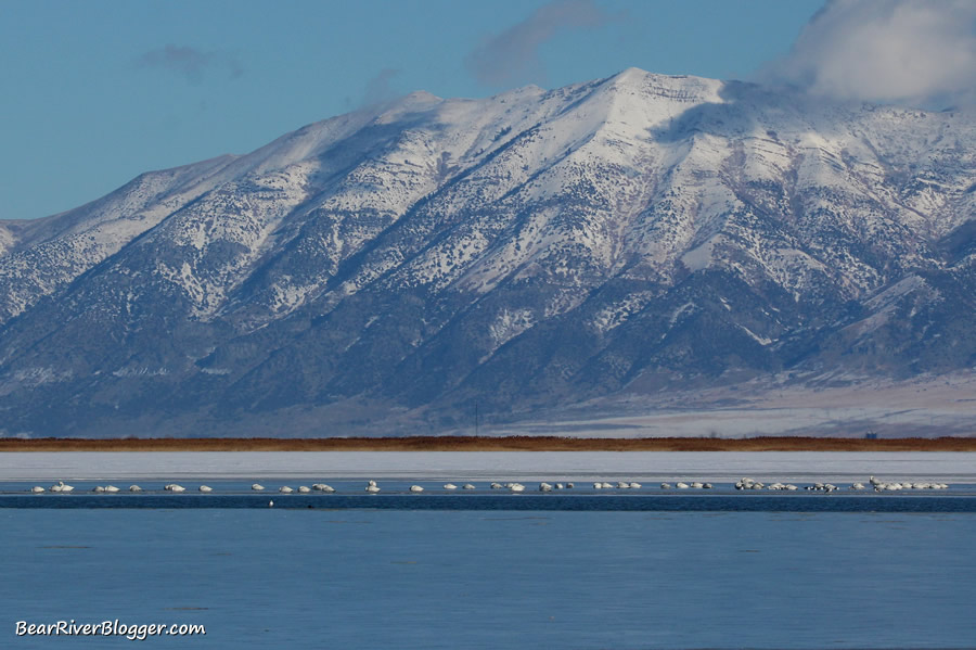 tundra swans sitting on the ice on the bear river migratory bird refuge auto tour route