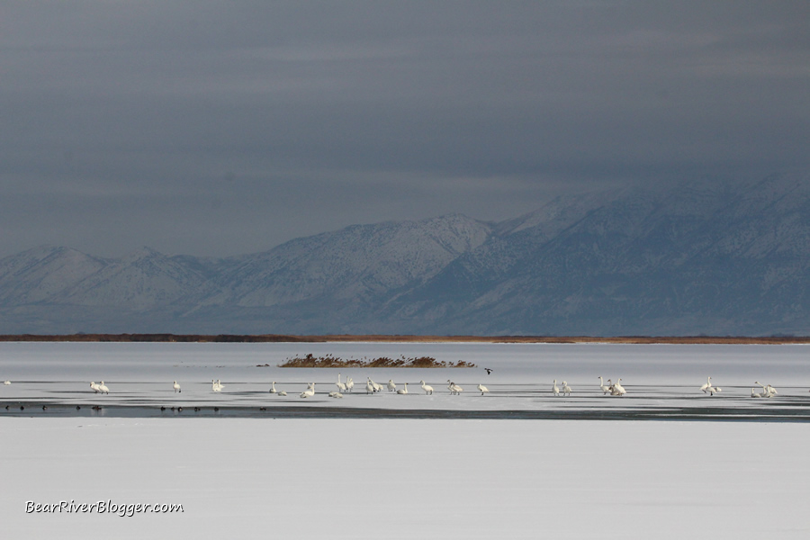 tundra and trumpeter swans sitting on the ice on the bear river migratory bird refuge auto tour route.