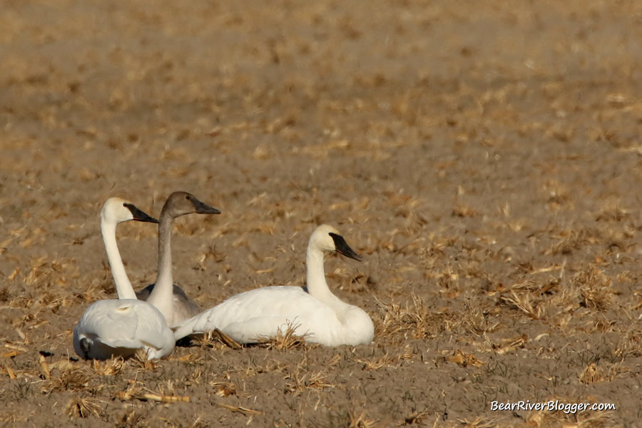 three trumpeter swans laying down in a field