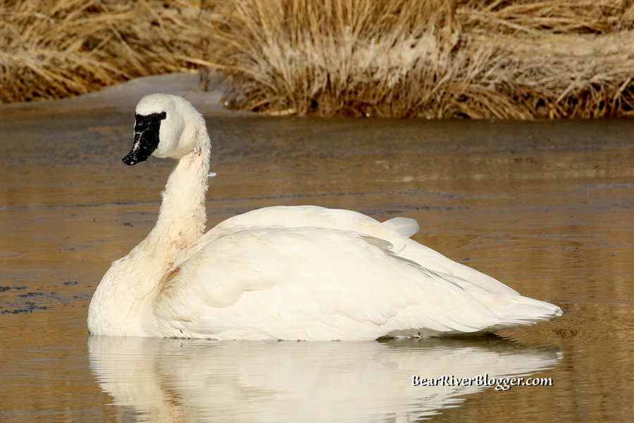 trumpeter swan on the bear river migratory bird refuge.