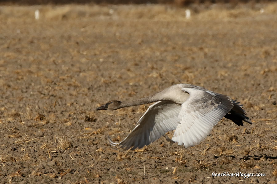 juvenile trumpeter swan taking off