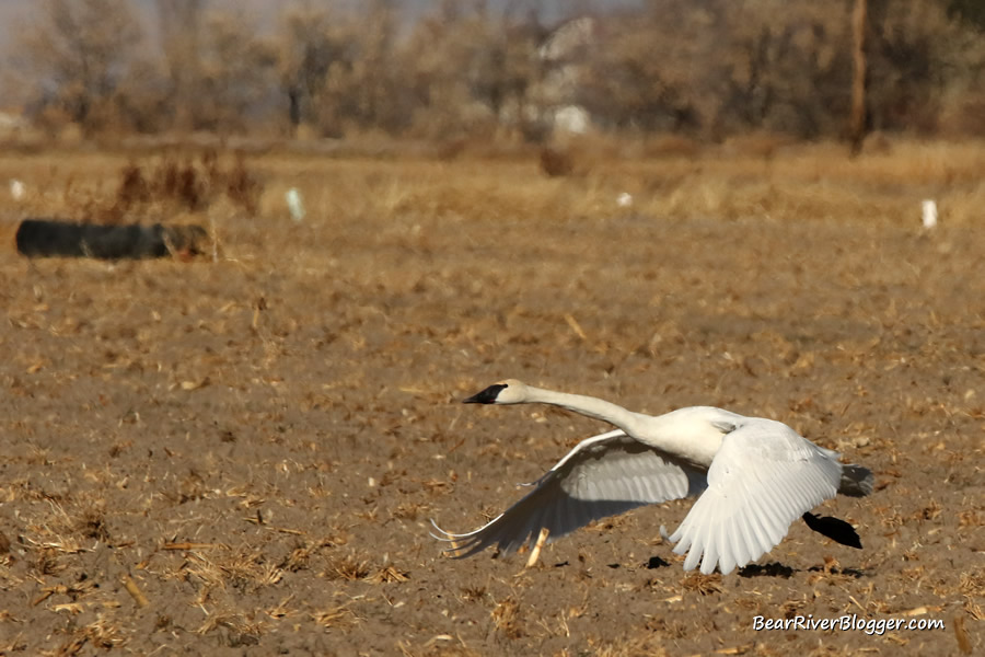 trumpeter swan taking off from the ground