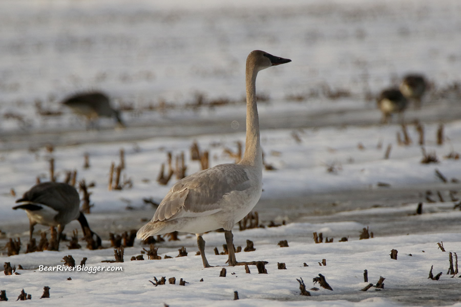 juvenile trumpeter swan with some canada geese