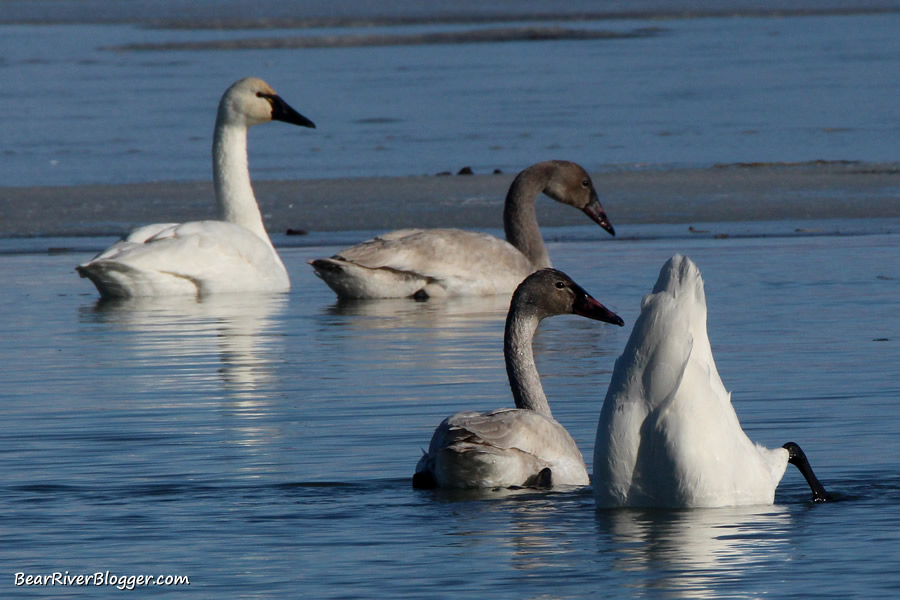 a tundra swan tipping, sticking its head under the water to eat aquatic plants.