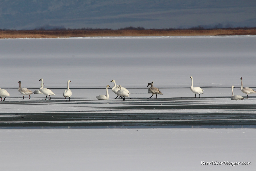 swans on the bear river bird refuge auto tour route