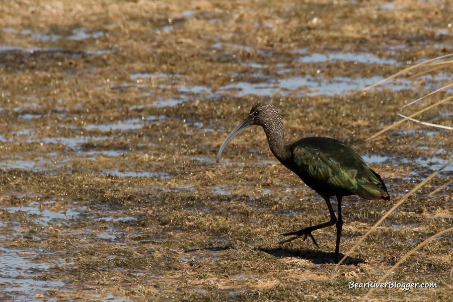 white faced ibis walking in a marsh