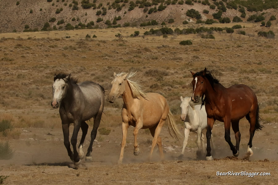 wild mustangs on the pony express trail