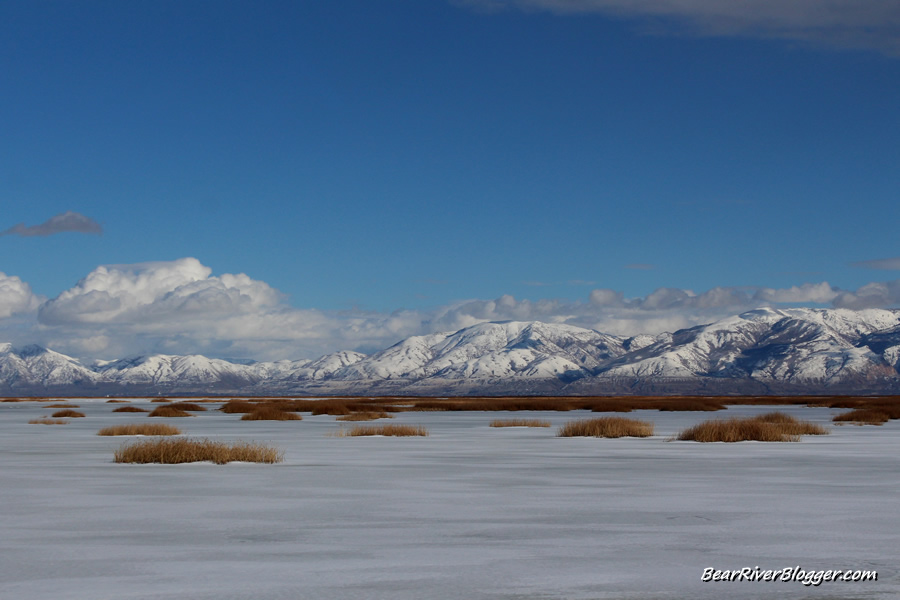 frozen wetlands on the bear river migratory bird refuge auto tour route