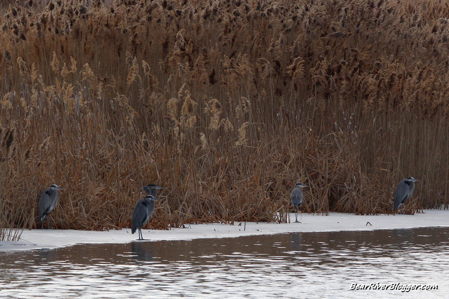 great blue herons standing on the edge of an icy river