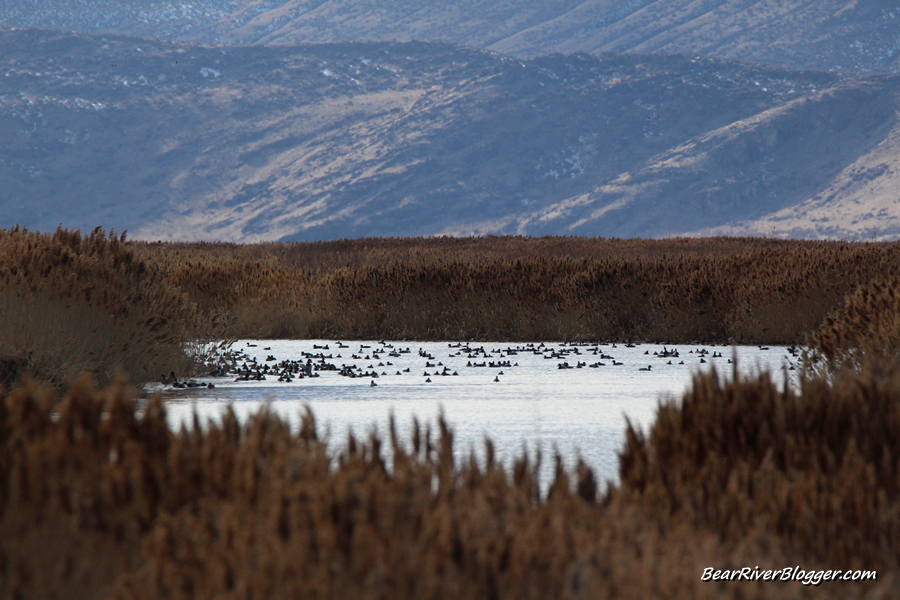 mallards and northern pintail ducks on a pond