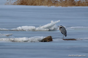 great blue heron standing on the ice at the bear river migratory bird refuge
