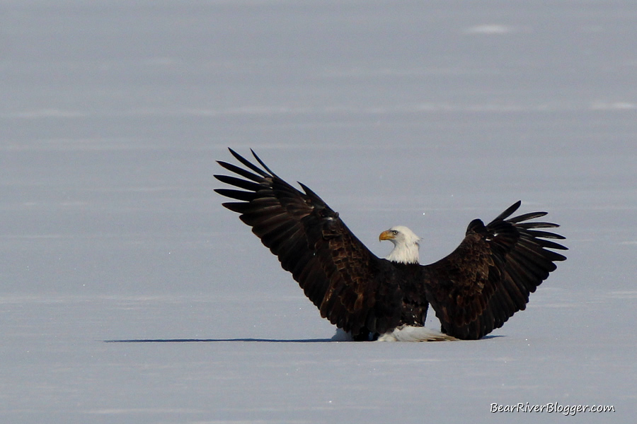 bald eagle landing in the snow