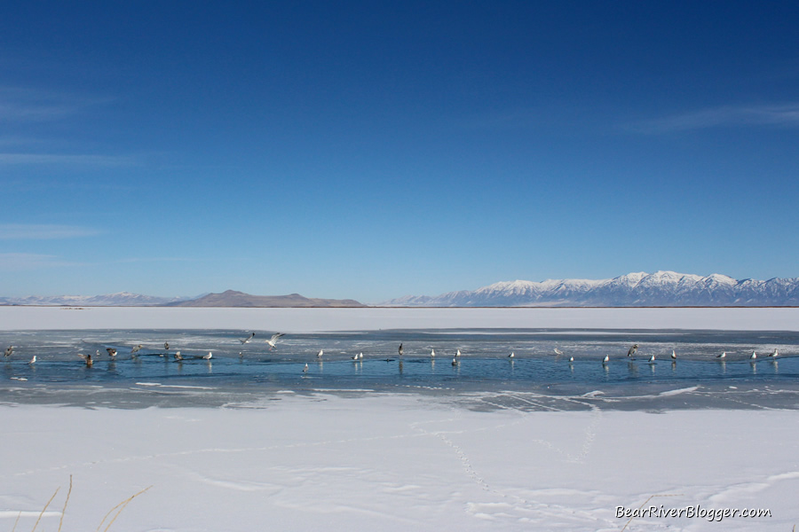 open water during winter on the bear river migratory bird refuge