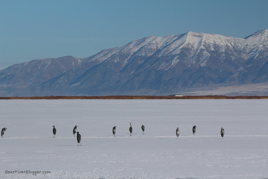 flock of great blue herons standing on the ice on the bear river migratory bird refuge