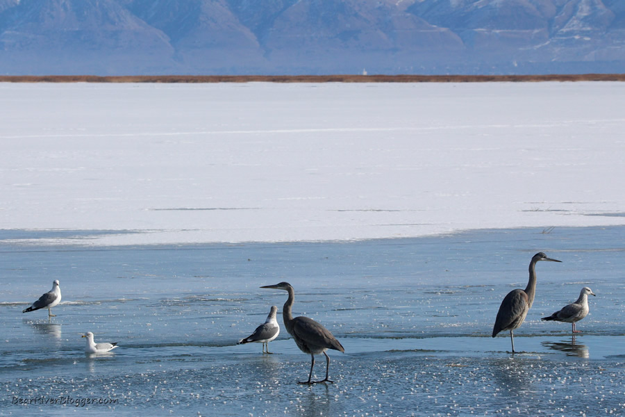 great blue heron and gulls standing on the ice