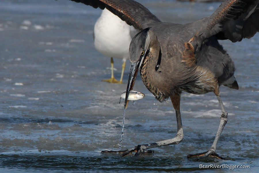 great blue heron with a fish in its beak