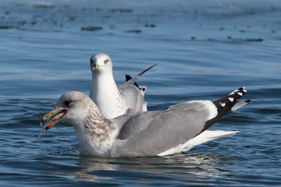 gull eating a fish