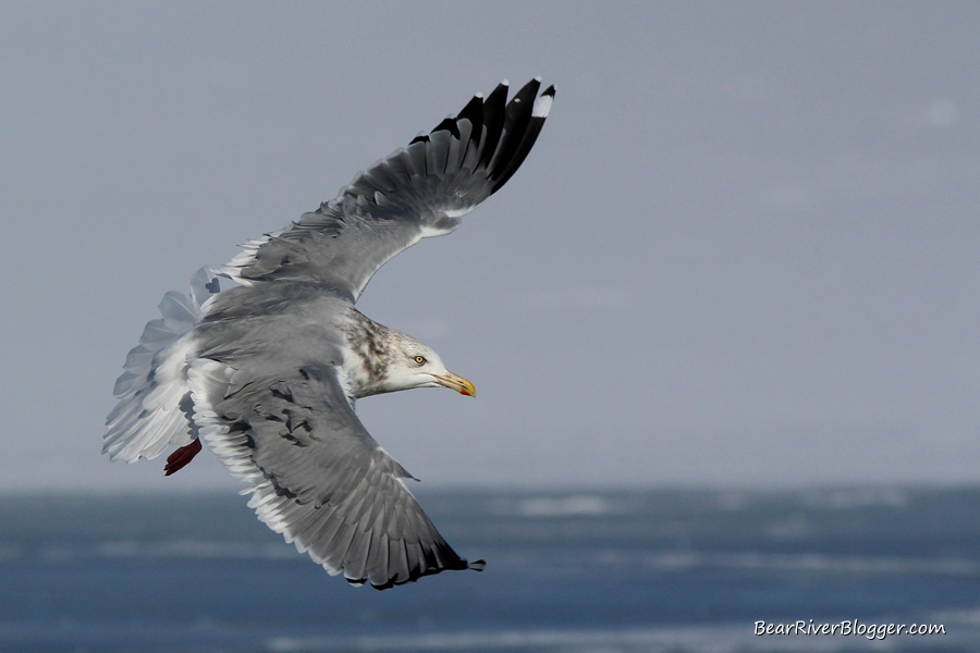 herring gull in flight on the bear river migratory bird refuge auto tour route