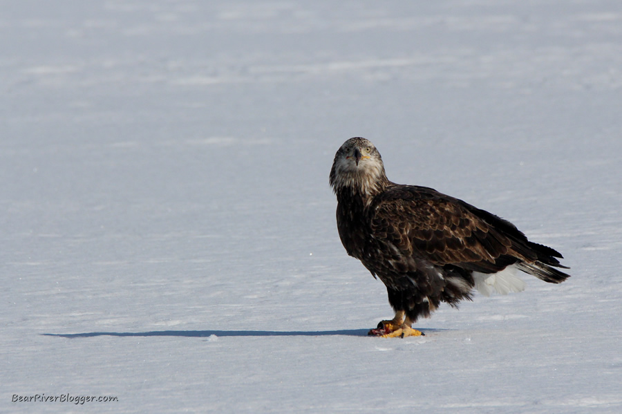 immature bald eagle standing on the ice