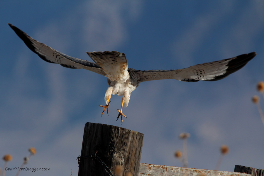 rough-legged hawk taking off from a fence post