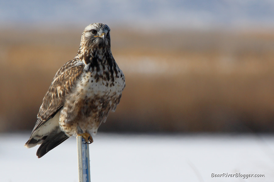 rough-legged hawk on the bear river bird refuge