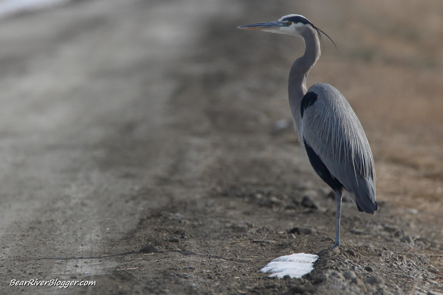 great blue heron standing on the auto tour route on the bear river migratory bird refuge