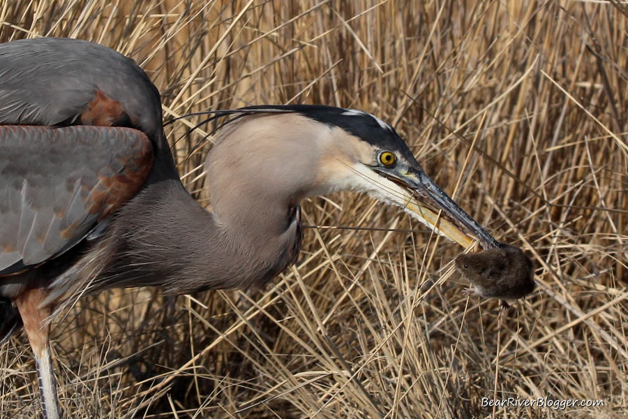 a great blue heron eating a rodent