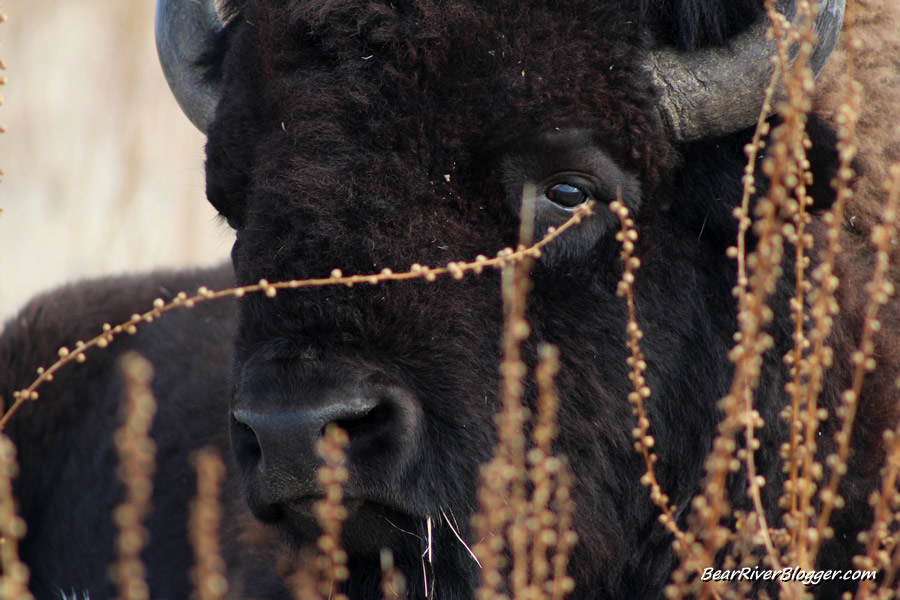 bison on antelope island state park