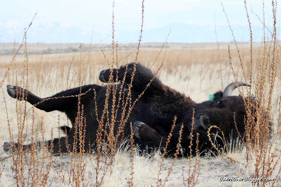 bison rolling in the dirt on antelope island