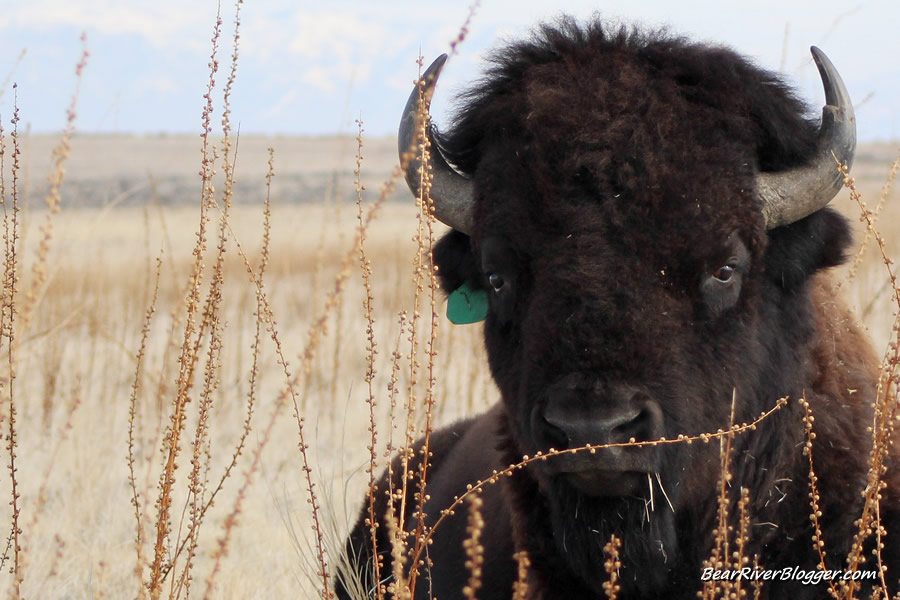 bison laying on the ground on antelope island state park