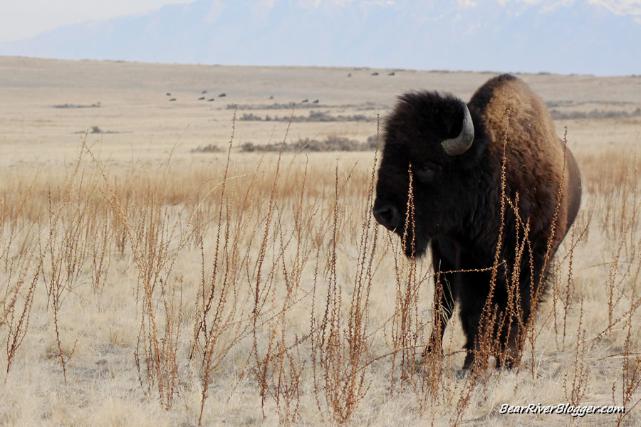 bison on antelope island