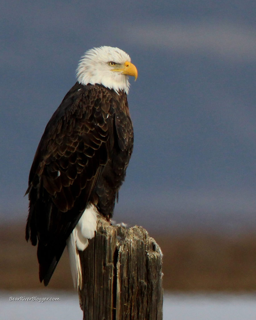 bald eagle on a fence post on the bear river migratory bird refuge