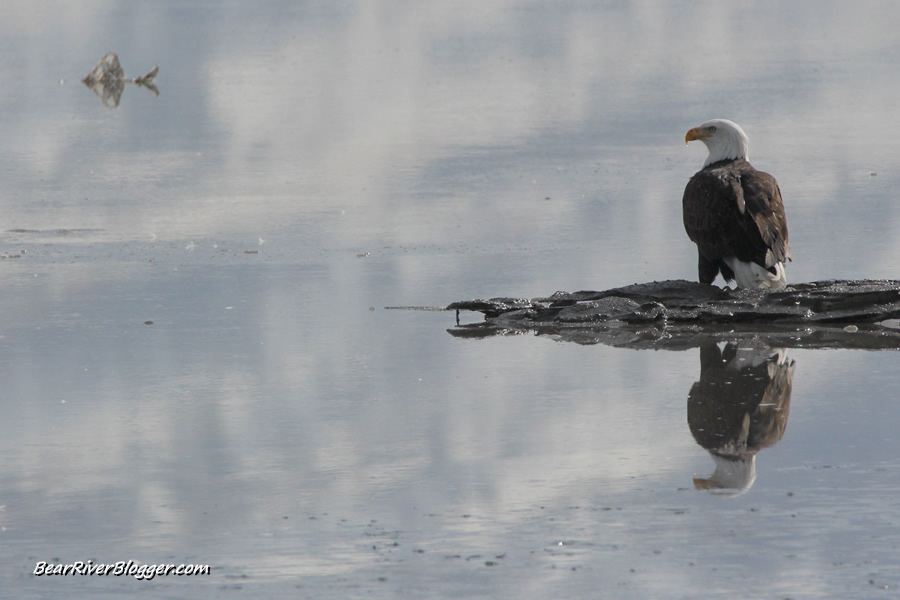 bald eagle on the ice at farmington bay wma
