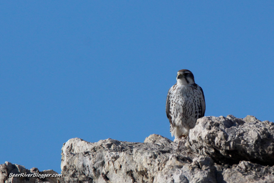 prairie falcon sitting on a rock on antelope island