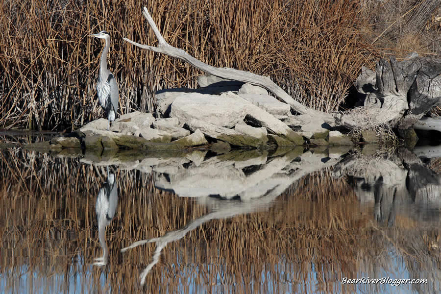 great blue heron standing on a log.