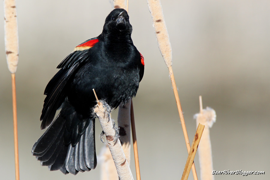 red-winged blackbird perched on a cattail singing.