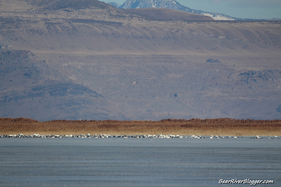 tundra swans
