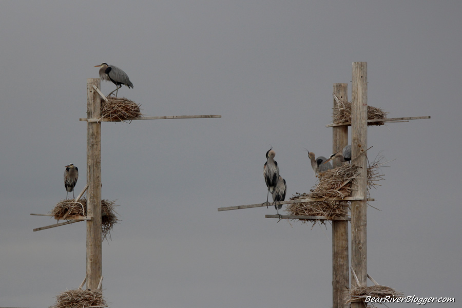 great blue heron nesting colony on artificial nesting structures