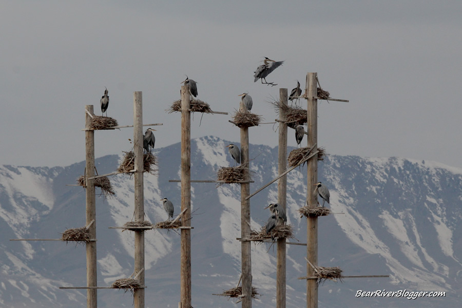 farmington bay wma nesting colony of great blue herons