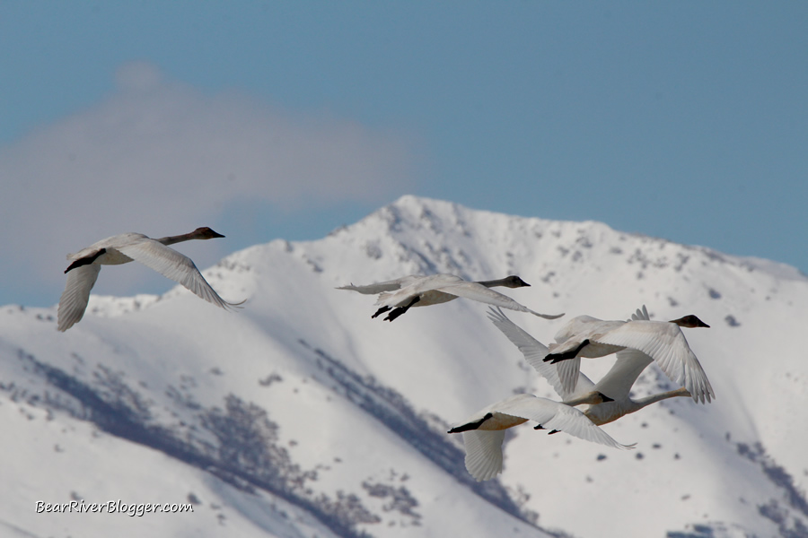 tundra swans flying in front of a snow capped mountain