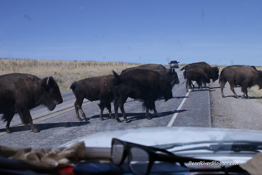 bison crossing the road on antelope island