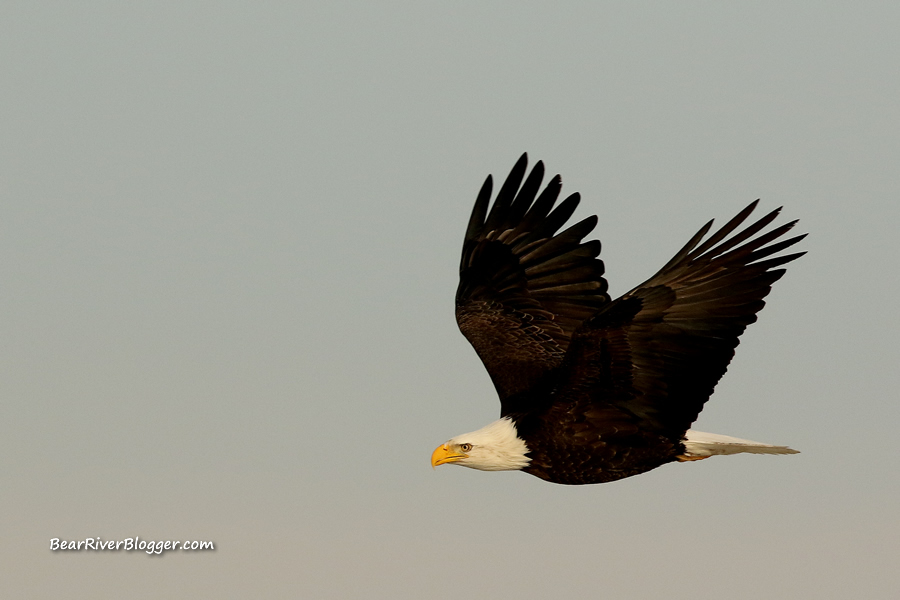 bald eagle in flight