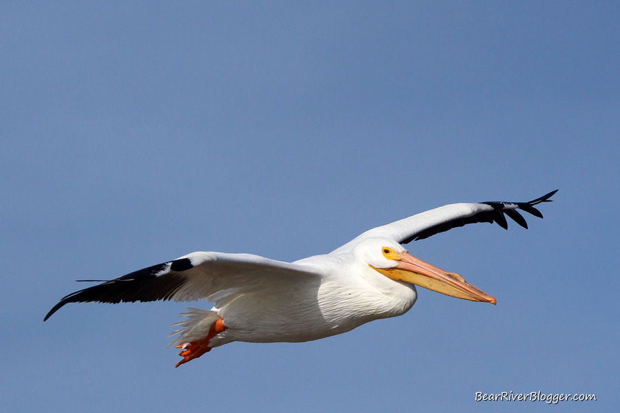 american white pelican flying against a blue sky