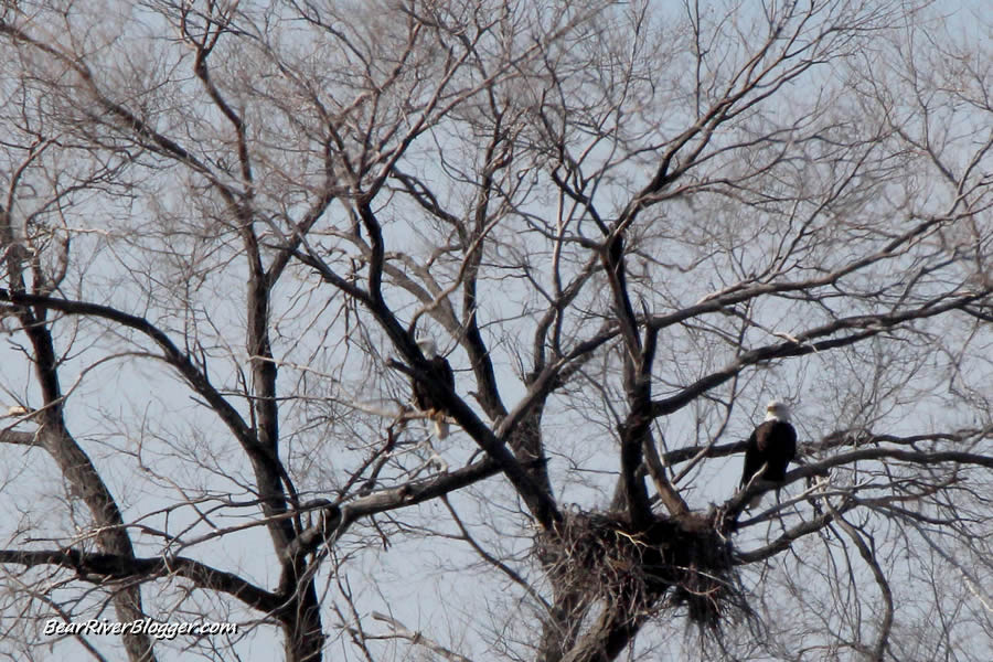 nesting bald eagles on the bear river migratory bird refuge