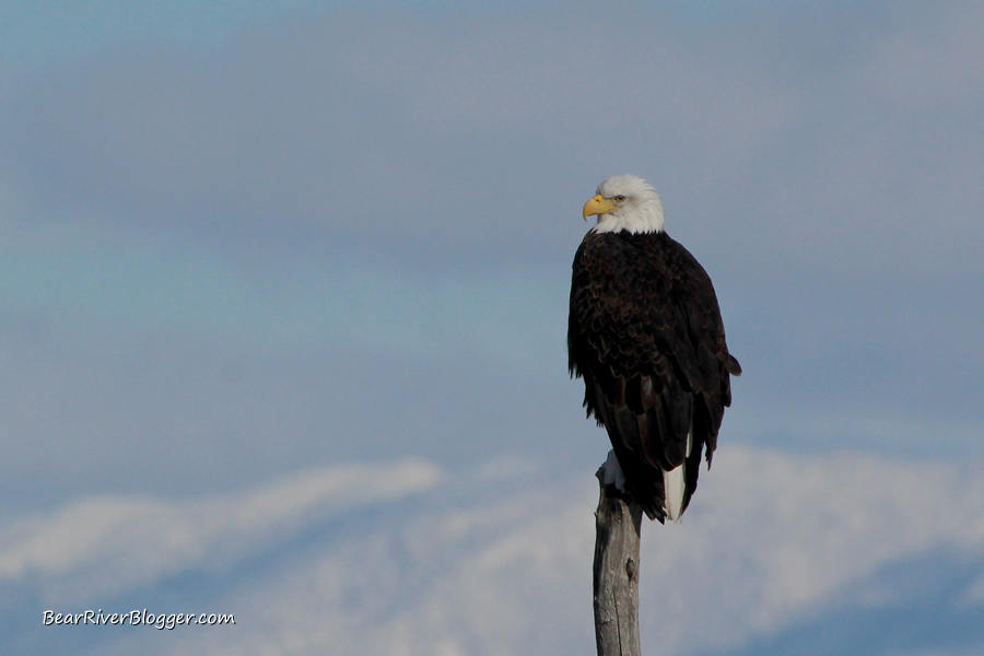 bald eagle on the bear river migratory bird refuge