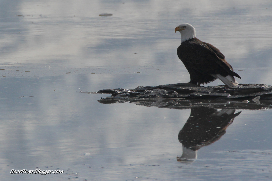 bald eagle sitting on the ice at farmington bay wma