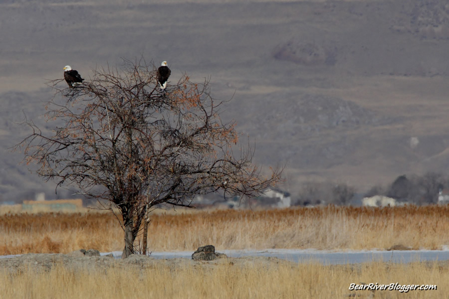 2 bald eagles in a tree on the bear river migratory bird refuge