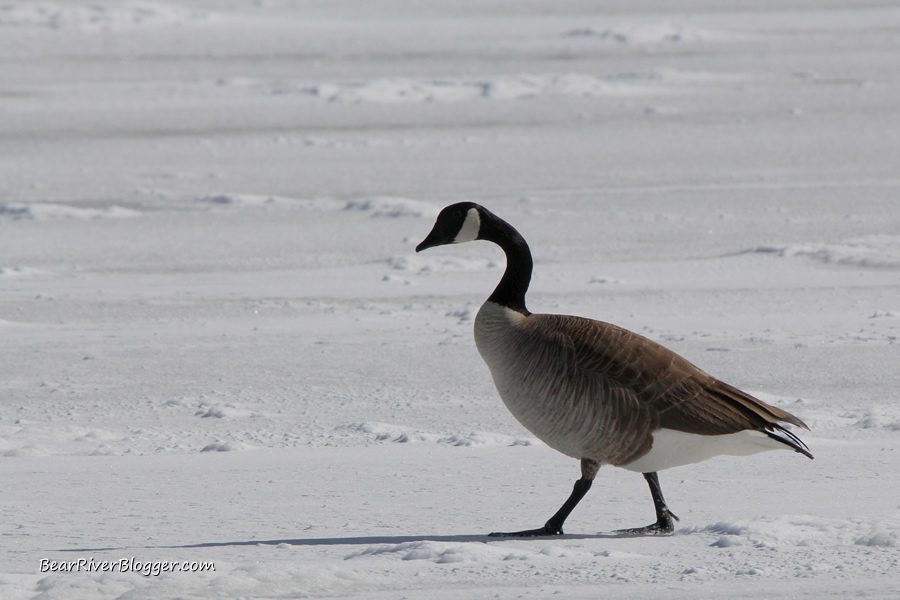 canada goose walking on the ice