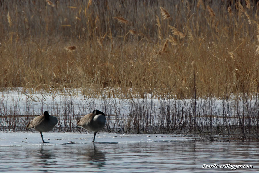 2 canada geese standing on the ice