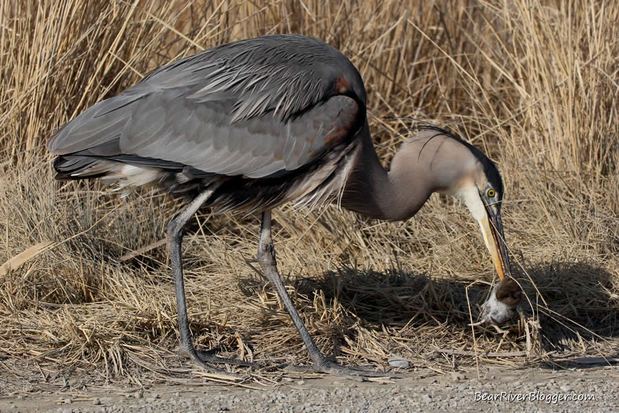 great blue heron eating a vole